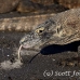 dragon_komodo_hsb_rinca_h_0963_kom2740.jpg